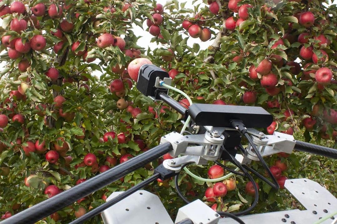 Mr Duflock recently showed some optimism by saying that one breakthrough could lead to others. He emphasised that apple harvest automation, continued by several companies, could help. - Photo: Ripe Robotics