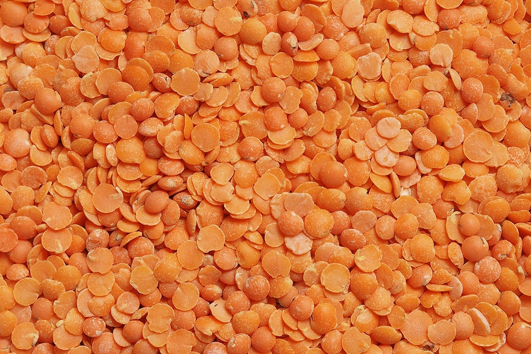 Initially the technology is to be used for small red lentils. Later it also will be suitable for other pulses and coarse grains. - Photo: Lukasz Rawa