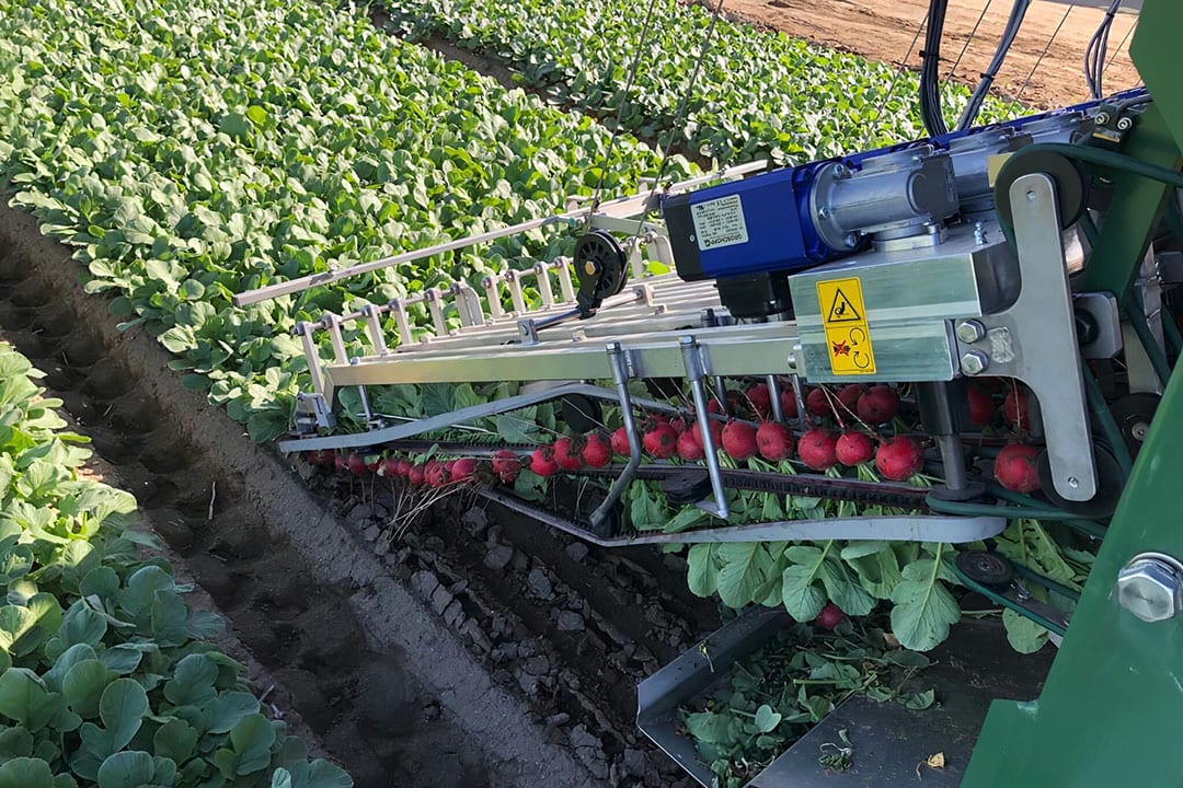 The machine can harvest and bundle up to 4,500 bunches per hour. A very good worker does 200 bunches of 12 radishes per hour by hand. - Photo: Koppert Machines