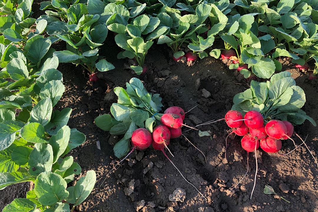 The robot will deliver the same quality result as hand-bunched radish. - Photo: Koppert Machines