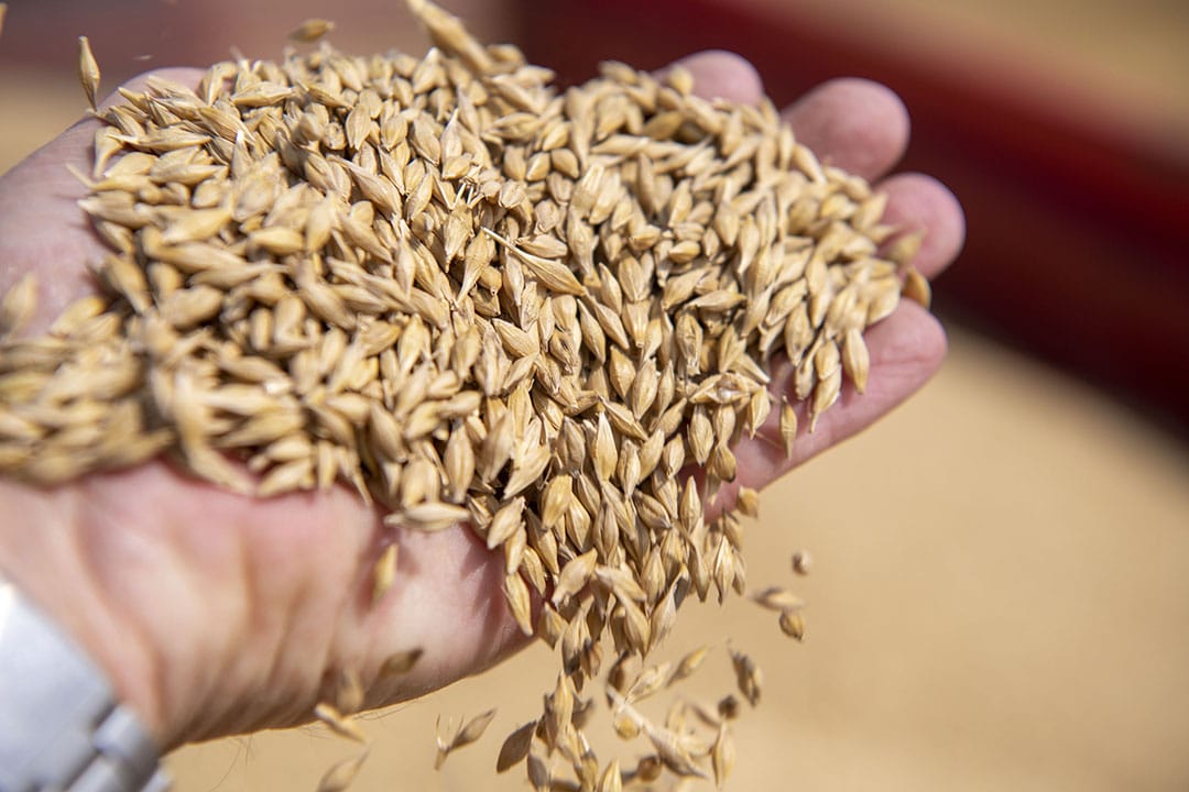 Grain for livestock feed must also be tested in terms of its quality, with limits that must not be exceeded for mycotoxin levels, for example. - Photo: Mark Pasveer