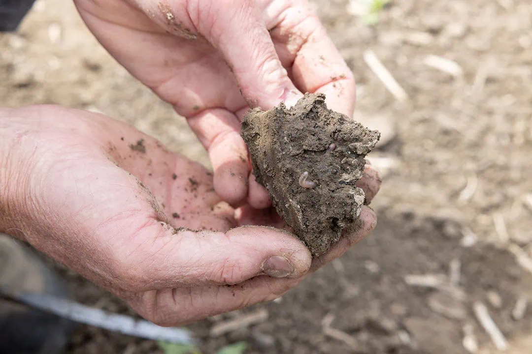 No-till is applied to improve soil life and thus increase yields. But does it always work that way? - Photo: Peter Roek