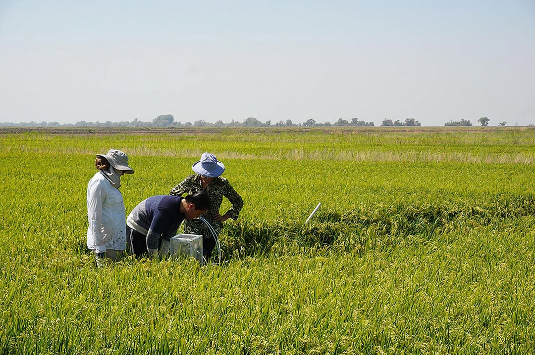 Dr. Jill Banfield (right) working in California rice fields with her team to analyse the soil microbes responsible for both emitting and storing carbon. - Photo: The Innovative Genomics Institute