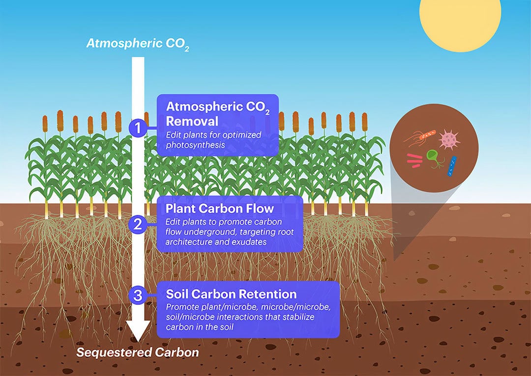 Improved photosynthesis can promote carbon sequestration in the soil. - Source: The Innovative Genomics Institute