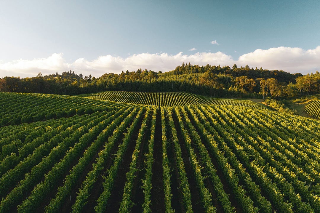 Extensive field trials have demonstrated positive yield and quality improvements across a range of high-value crops, including grapes, olives and almonds. - Photo: Dan Meyers