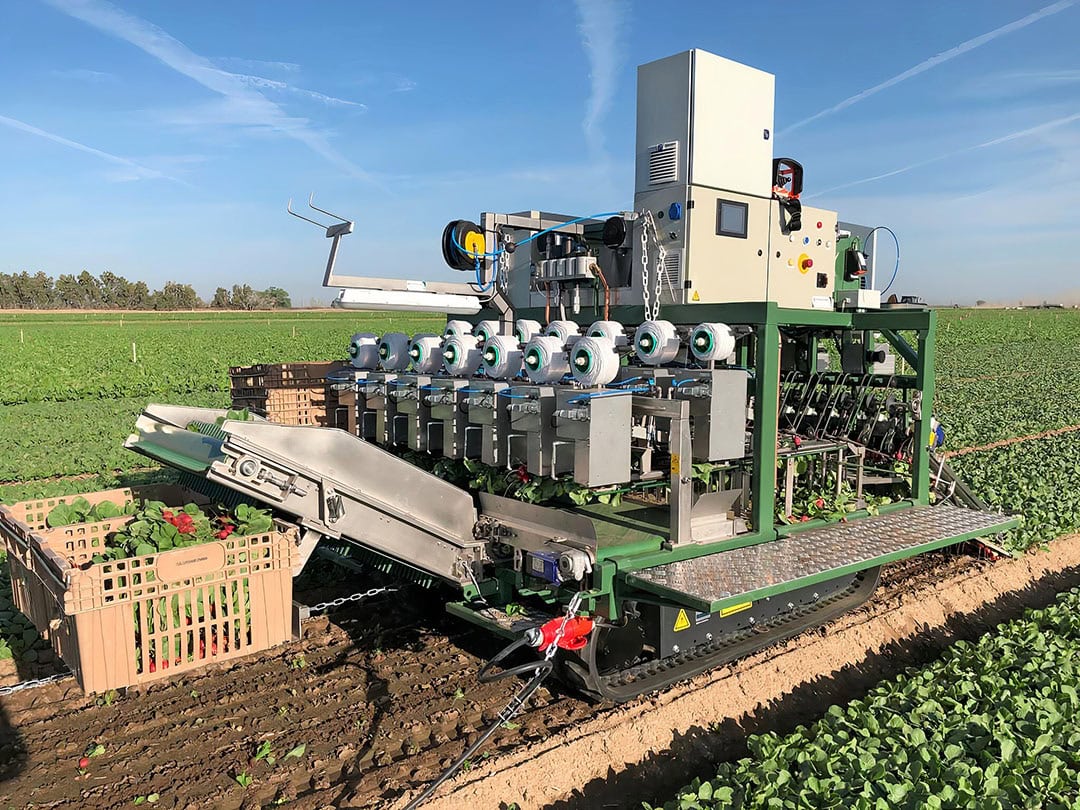 Robotic harvesting can bring massive savings. Radish grower Ortolanda for instance, is saving up to 50% on their harvesting costs by using this robot. It replaces at least 12 people. - Photo: Koppert Machines