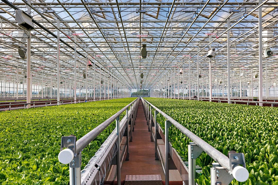 AppHarvest's closed-loop irrigation system uses up to 90% less water than open-field farming and allows for precision dosing of nutrients, resulting in far less use of fertilizer than open-field agriculture. - Photo: AppHarvest