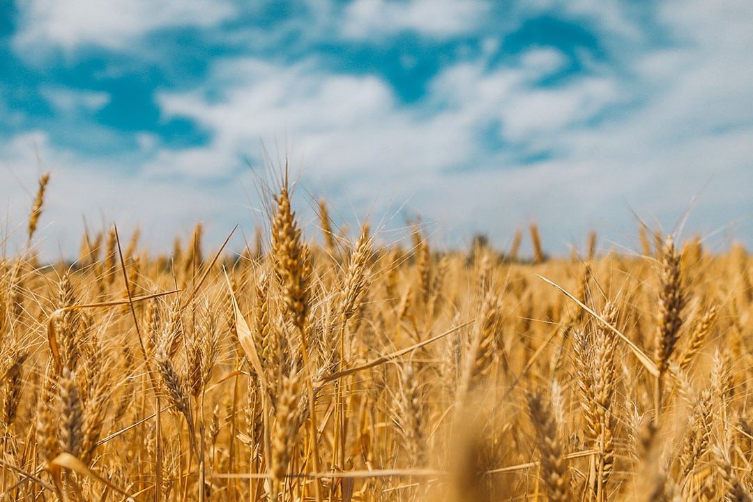 The European Commission aims to help farmers optimise their fertiliser use and reduce their dependencies, while securing yields. - Photo: Polina Rytova