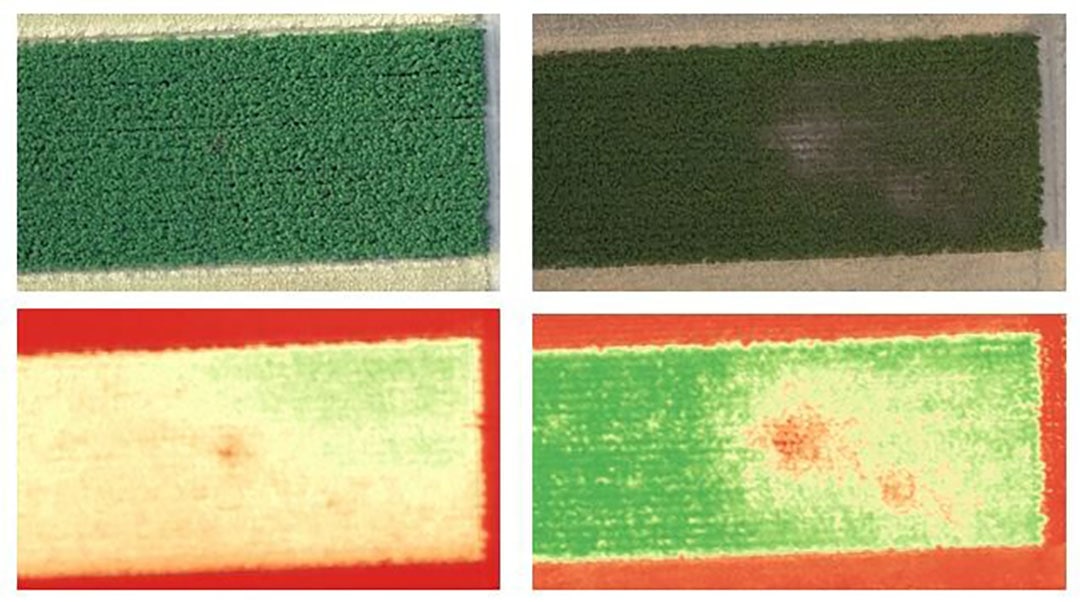 In Figure 1 the anomaly can already be seen early July 2022 on a Chlorofyl fluorescence map (image bottom left), where this cannot by eye on an RGB images (image top left). Inspection of the field revealed that the anomaly is an early late blight infection. - Source: Wageningen University & Research