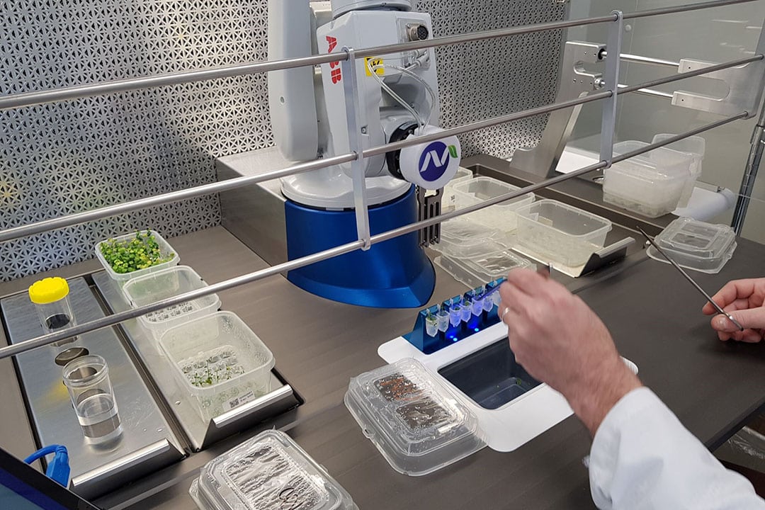 According to NuPlant, the SmartCloneTM system reduces labour costs by a five-fold factor across several plant species, when compared to conventional tissue culture methods. - Photo: NuPlant