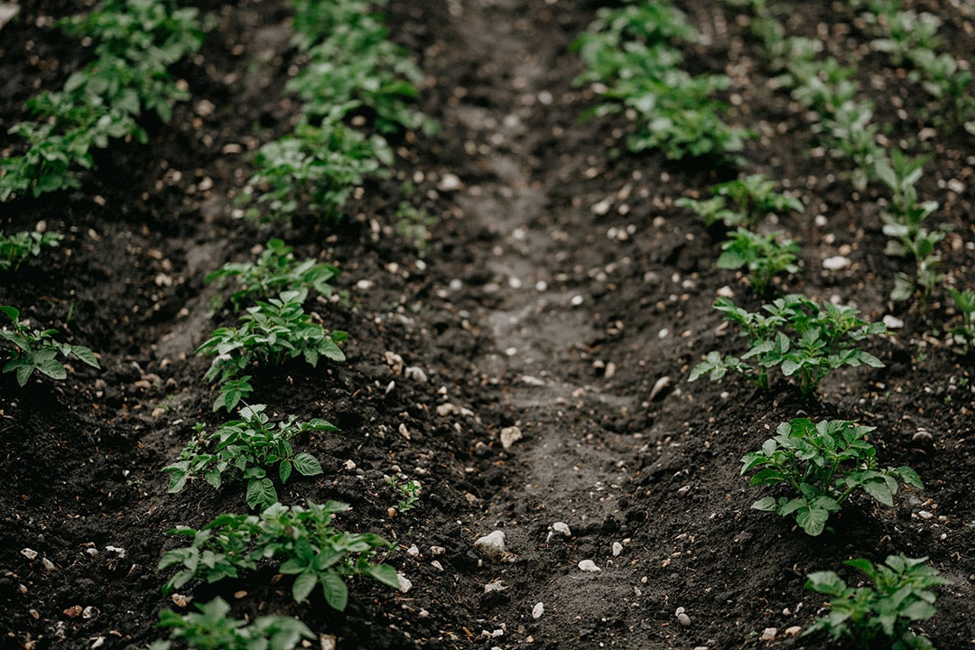 The new technology creates the most value in intensive crop production, for example potato crops. - Photo: Annie Spratt