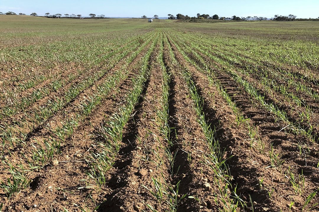 Professor Susanne Schmidt says precision fertiliser use makes perfect sense, but she argues that it is also important to improve soil that has been degraded, and is struggling to hold on to the fertiliser.” - Photo: University of Queensland