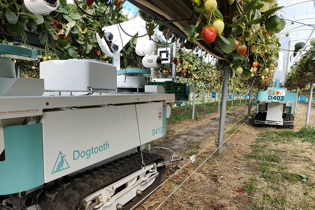 Eight poly tunnels are being used as a designated robot area. - Photo: Dogtooth Technologies