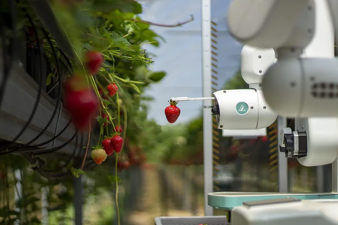 The strawberry-picking robots - generation 4 - pick about four berries a minute. - Photo: Dogtooth Technologies