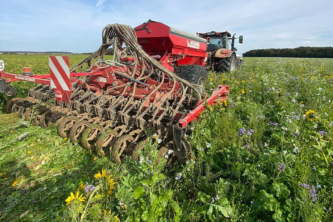 Farmers in North France are enthusiastic about cover crops. They are also paid additional subsidies to grow covers to limit nitrogen leaching. - Photo: Harm van Rees