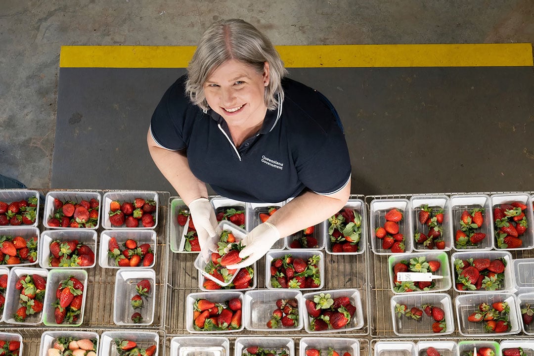 Principal plant breeder Dr Jodi Neal of the Department of Agriculture and Fisheries in Queensland: “The program is future-proofing the strawberry varieties for robots, improving production, and is providing a beneficial outcome for robotic systems and hand-picked systems.” - Photo: Hort Innovation