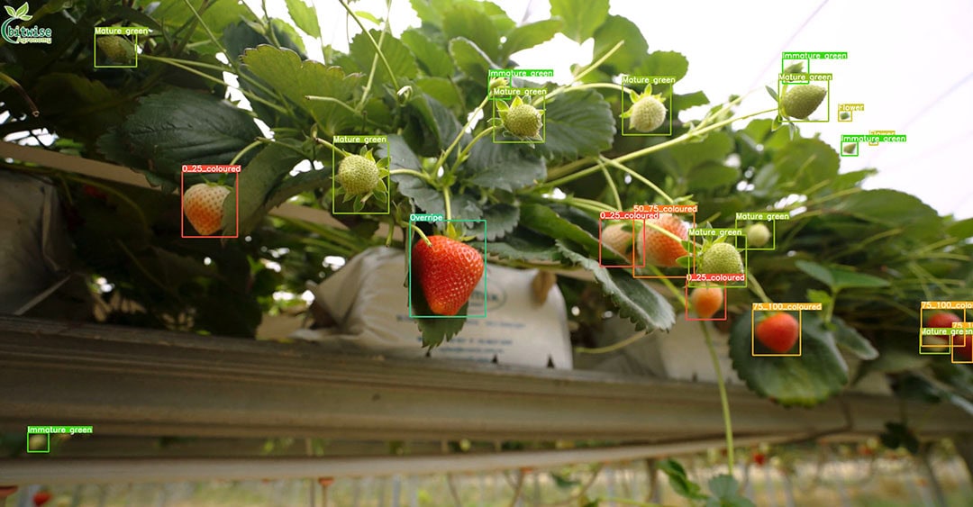 The Greenview system counting and analysing strawberries.