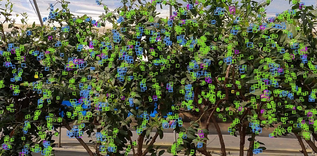 GreenView says its AI technology can count over 2,000 blueberry plants per hour.