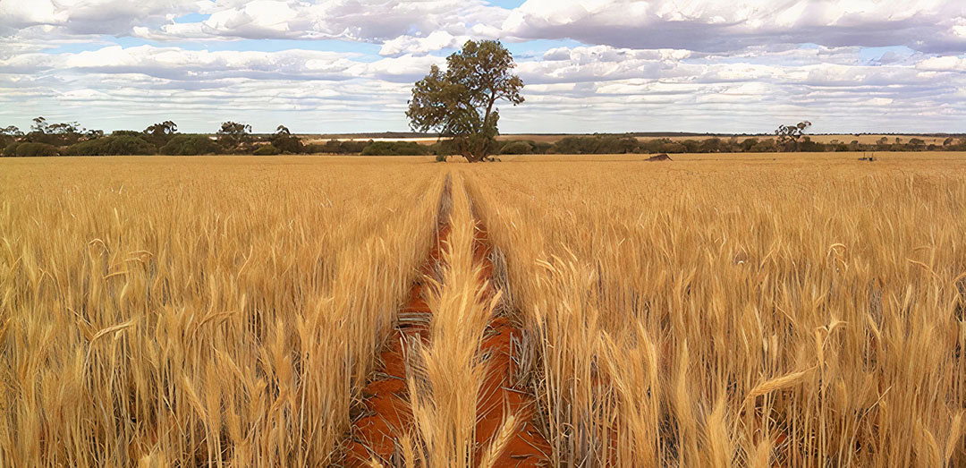 With true low-disturbance no-tillage, you never have to take an arable soil out of growing crops, Dr Baker says. Photo: Bill Crabtree