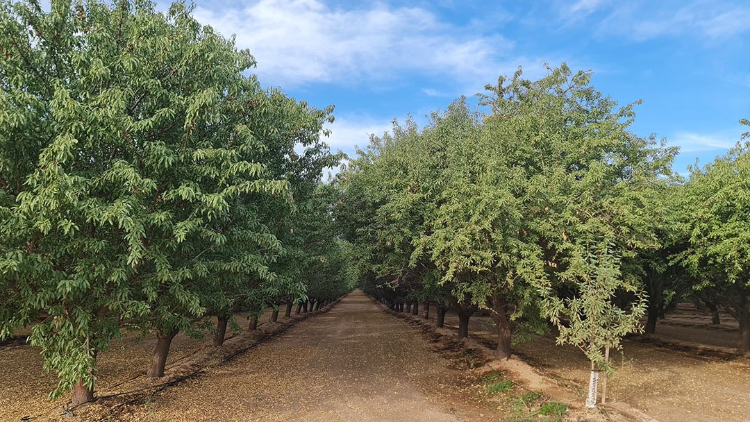 Agrinoze has managed to decrease the overall water consumption of a California almond orchard by 26%, compared to a University of California model. - Photo: Agrinoze