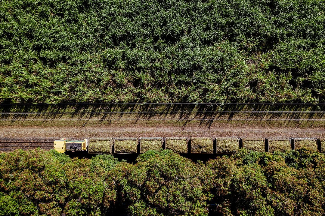 The Burdekin region typically produces 8,300,000 tonnes of cane annually, farmed by approximately 530 growers on 927 farms. - Photo: Josh Withers