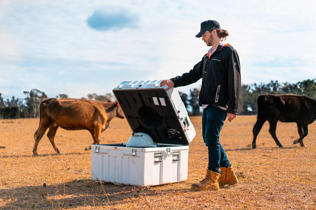 Recently at a Wagga Wagga property in New South Wales, Sphere Drones has been trialling autonomous drones, mustering 500 head of beef cattle at a time. - Photo: Sphere Drones