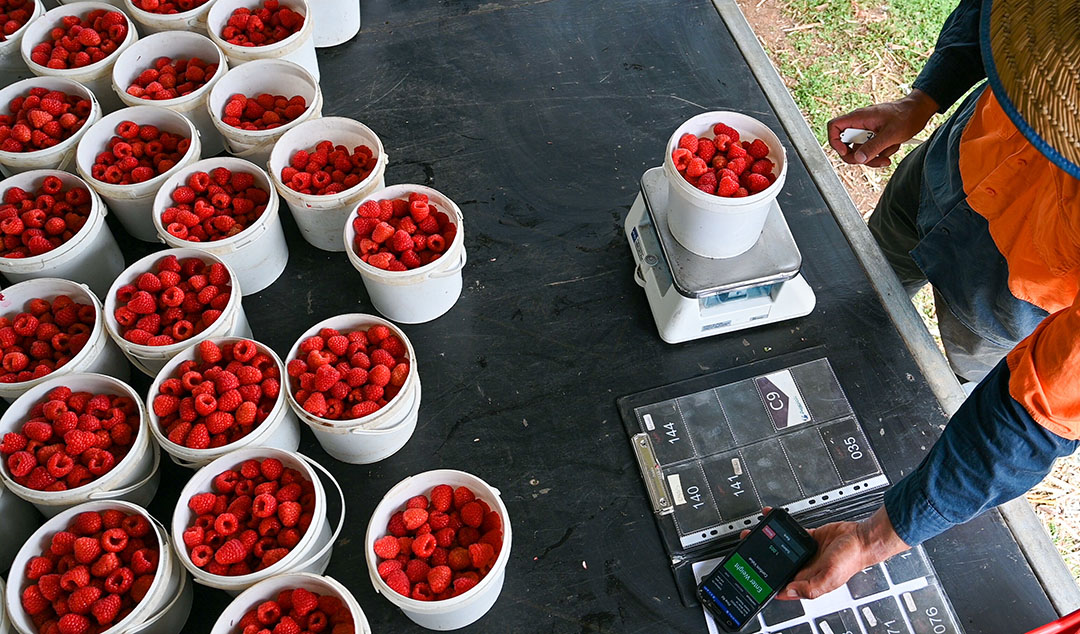 At the moment, AgPick is used for raspberries, strawberries, blackberries, blueberries, cherries, apples, table grapes and citrus.