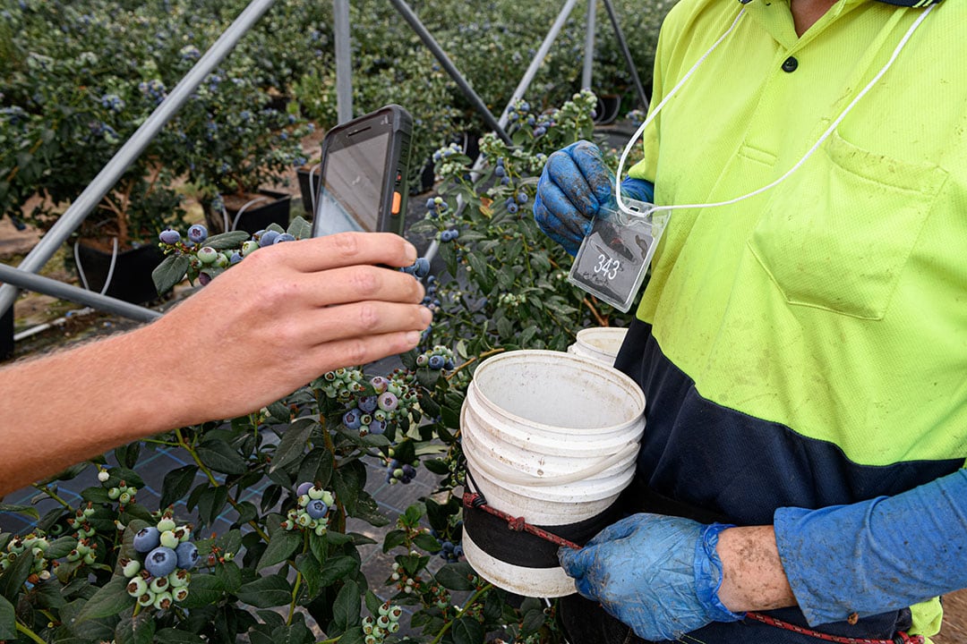 For outside, growers will need a rugged phone.