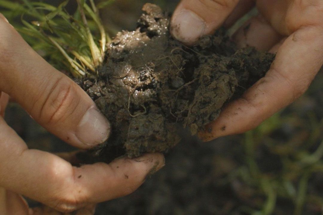 Soil on almond orchard in Davies, California. - Photo: Biome Makers