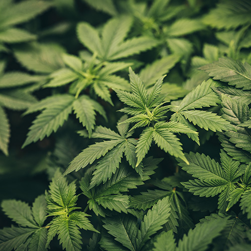 Cannabis Pflanze Indoor Growing