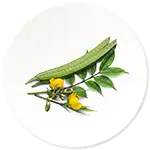 Kasaundi