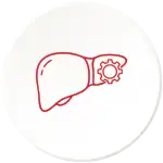 Liver function support