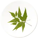 NEEM