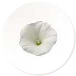 Saqmoniya