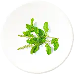 Tulsi