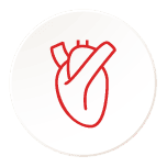 Cardiovascular System