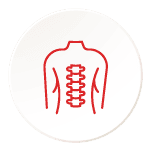 Musculoskeletal System