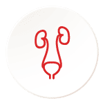 Urinary System