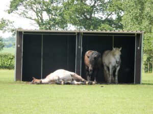 weidehütte 6x3m mit großen eingängen