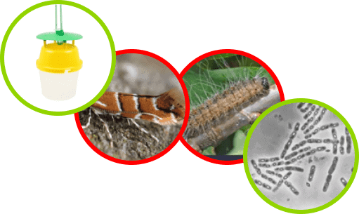 Cases Archive - IBMA Biocontrol Success Examples