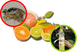 pest-solution