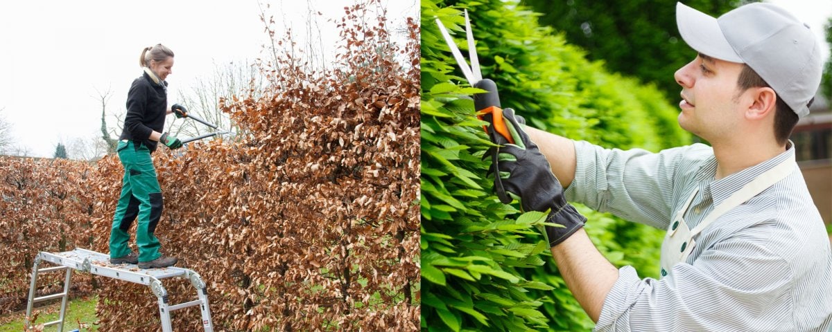 Beech grows