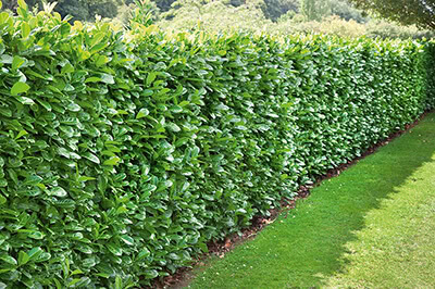 Prunus laurocerasus, Hecke fast growing evergreen shrubs for privacy