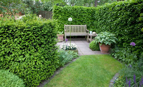 bst-thumb6 hedge screening