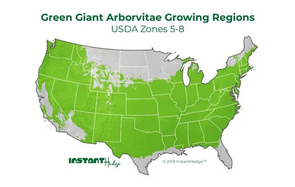 green giant arborvitae growing conditions green giant arborvitae growing conditions