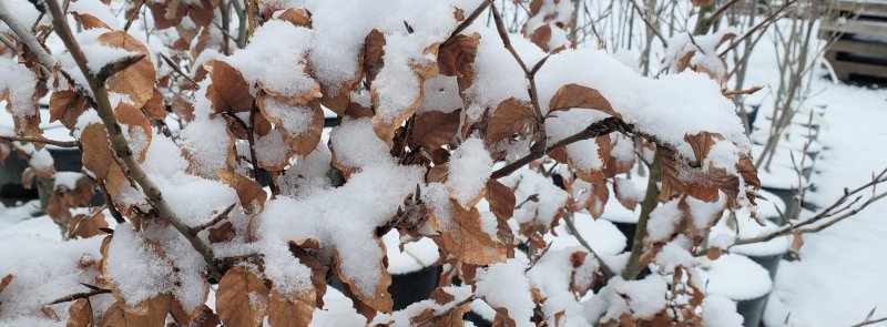 Photo taken in late February in Oregon – Beech leaves still clinging to the branches! Fagus sylvatica tree in winters: European Beech looks beautiful in winters