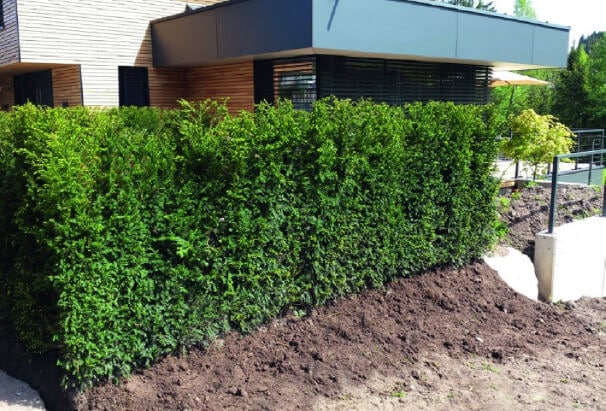 hicks-form Yew Hedge conveniently arrives in pallets. Yew Hedge ready to get planted for landscape.