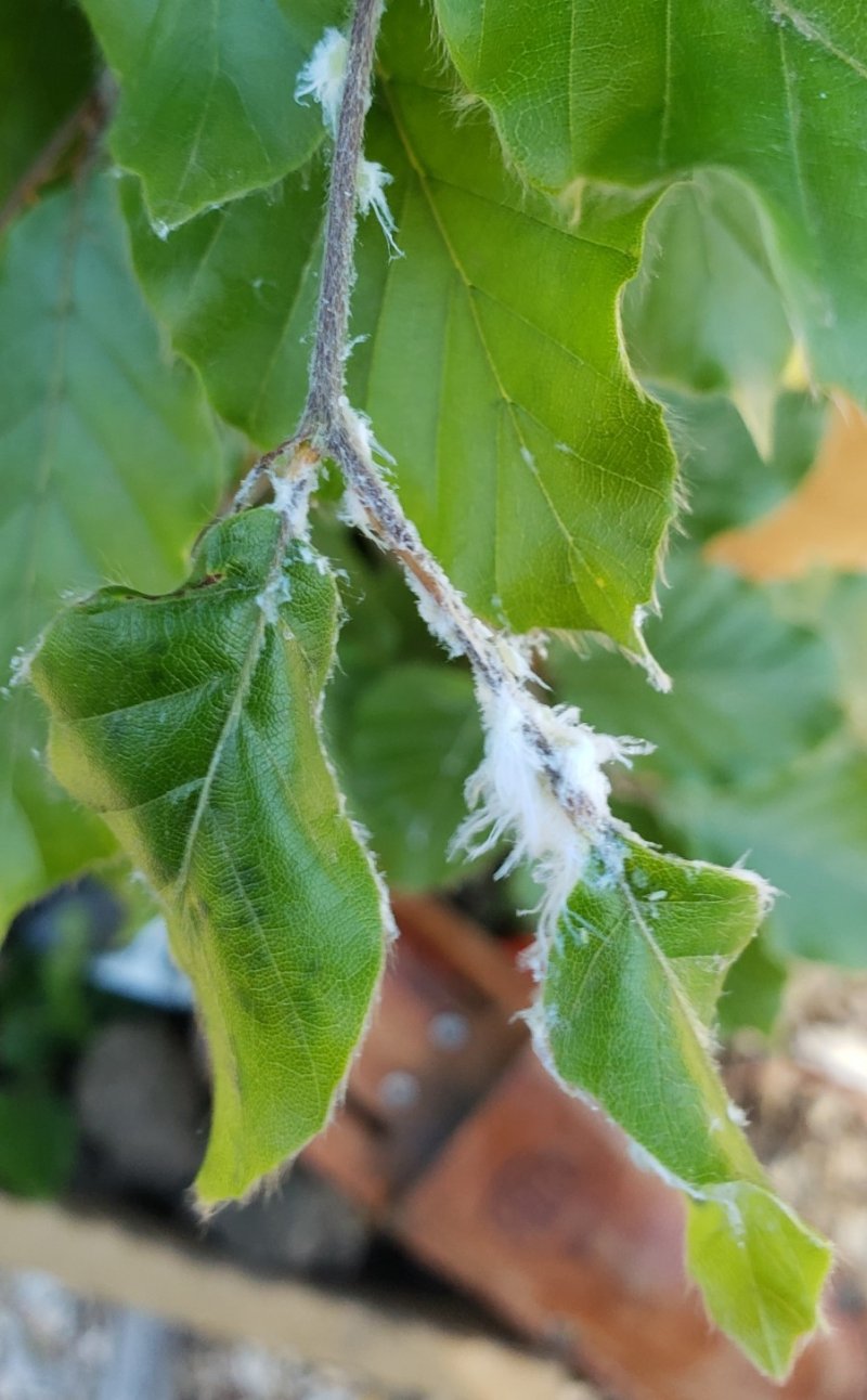 Woolly beech aphid (2) Fagus sylvatica
