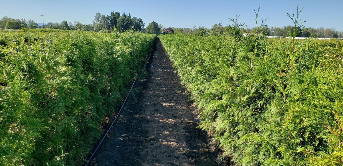 Thuja Green Giant Arborvitae hedge row field August (2) Thuja Green Giant
