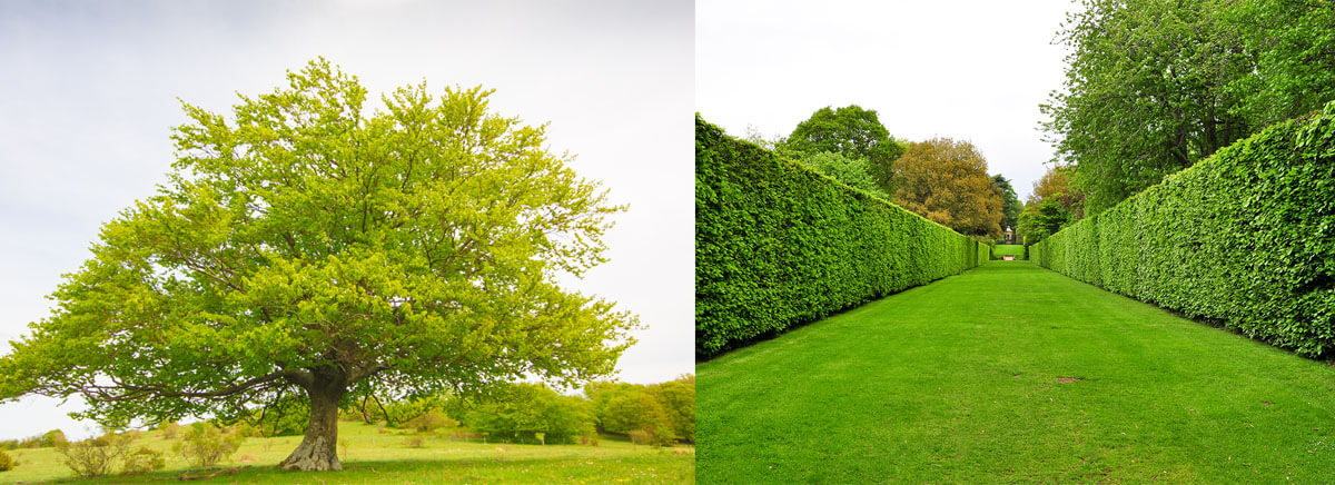 hedge-spacing